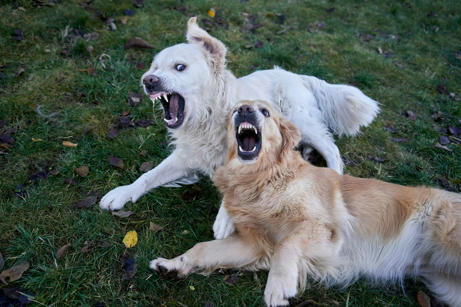 Zwei Hunde mit geöffnetem Maul und sichtbaren Zähnen auf einer Wiese