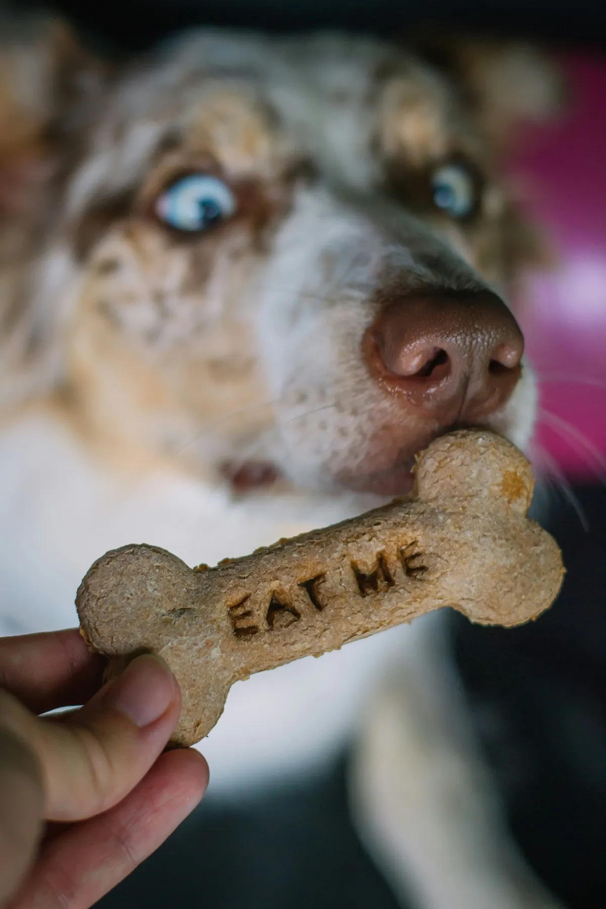 Hund betrachtet einen angebotenen Snack in Knochenform